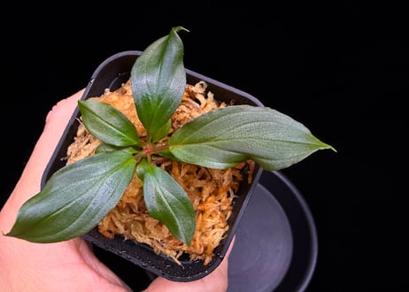第三弾　Homalomena Hybrid【M0125-f1】
