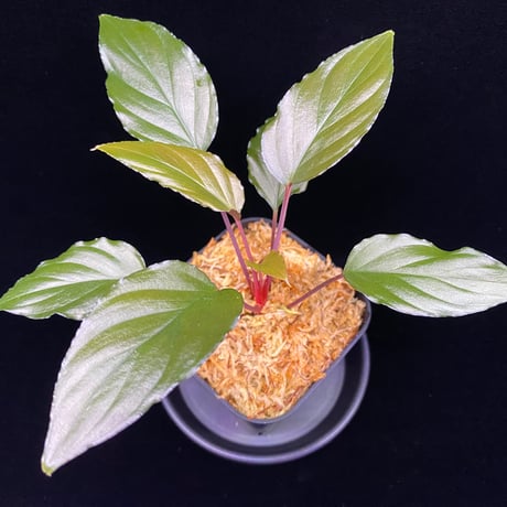 ホマロメナ | STORES