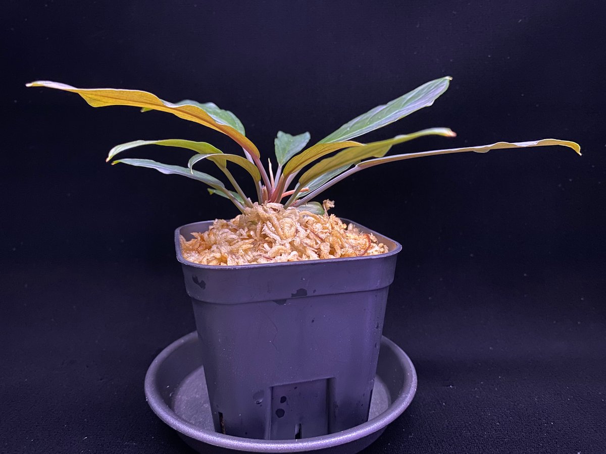 Homalomena sp.“濡烏” 【LA0518-02】 Homalomena sp. “濡烏” Riau sumatera【LA0518-02】LA便