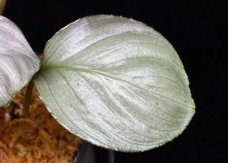 Homalomena sp. "Aluminium" Kota Payakumbuh Sumatera Barat