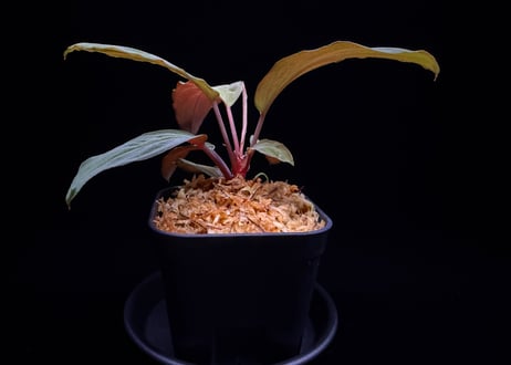Homalomena sp "Sunshine "B.NN from Sibolga timur【AZ1223-2】 AZ便