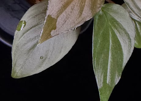 Homalomena sp. Bengkulu Sumatra T-140523 Di belakang gunung "モスグリーンリーフ" TZ便