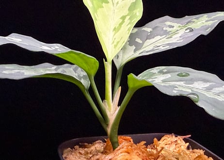 Aglaonema pictum(KKF0222-fi-2/7) LA便