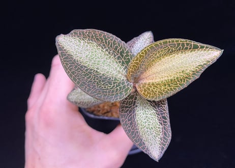 Anoectochilus roxburghi "Sunlight" アネクトキルス ロクスバーギー "サンライト"②