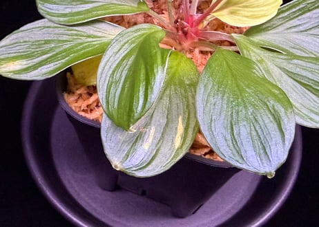 Homalomena sp. Riau AR-2017.02.29 Sumatra Utra ID便