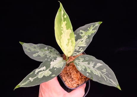 Aglaonema pictum(KKF0222-fi-2/7) LA便