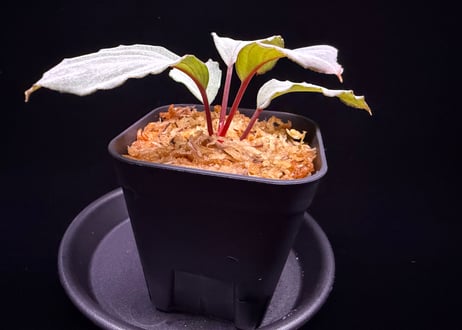Homalomena “RGx月輪” 【LA-hyb.22-20】LA便