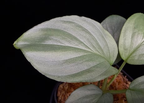 Homalomena sp. Bengkulu Sumatra T-140523 Di belakang gunung TZ便