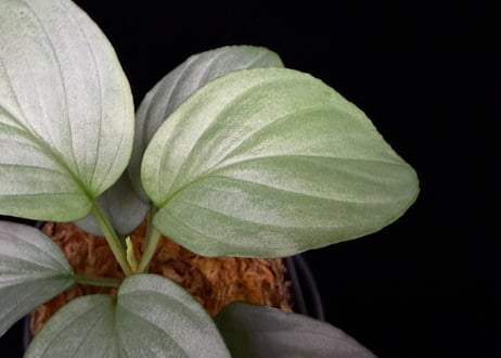 Homalomena sp. Bengkulu Sumatra T-140523 Di belakang gunung TZ便