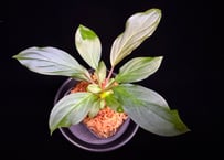 第三弾　Homalomena Hybrid【M0125-f1】