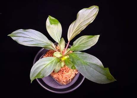 第三弾　Homalomena Hybrid【M0125-f1】