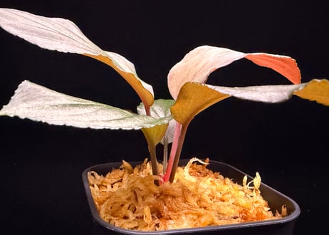 Homalomena sp. 黒錦　Sumatera Utara【ZOE0225-2p】