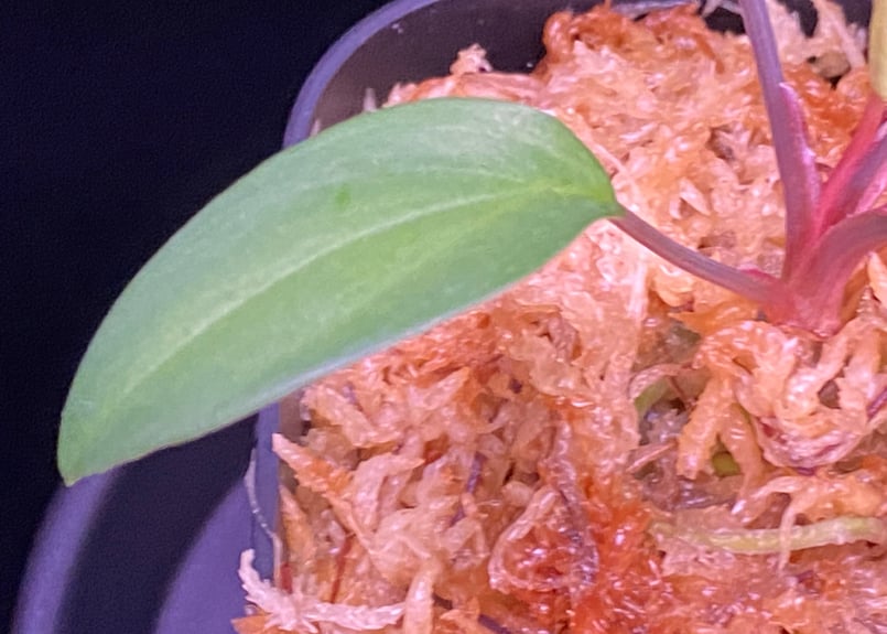 Homalomena sp. Pulau Beltung T-180723 TZ便 | 36