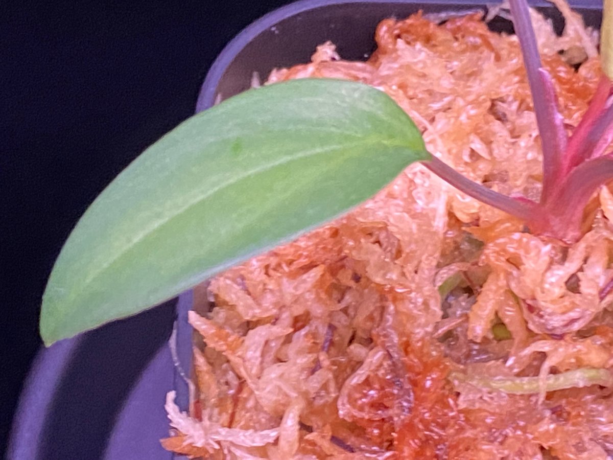 Homalomena sp. Pulau Beltung T-180723 TZ便 | 36