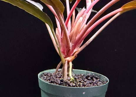 bucephalandra sp. dark achilles ブセファランドラ ダークアキレス