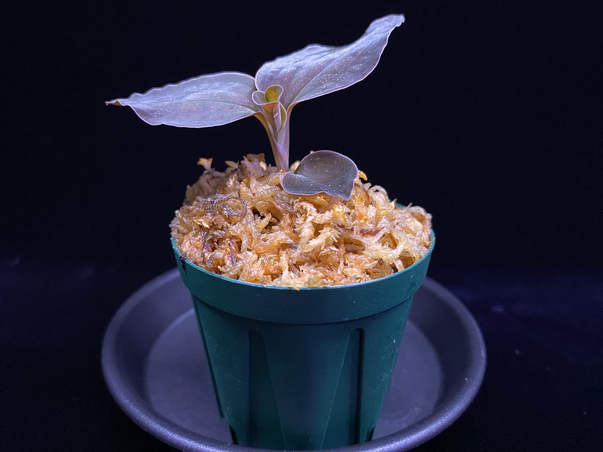 Cystorchis sp. Papuaシストーチス パプア① | 369の杜(ミロクのもり)