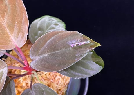 Homalomena sp "Red leaf" from Kalbar【AZ0823-2】AZ便