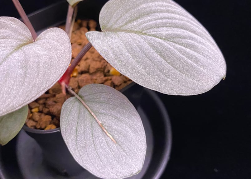 Homalomena Rec130 - K0721-f1 kzt便 | 369の杜(ミロクのもり)