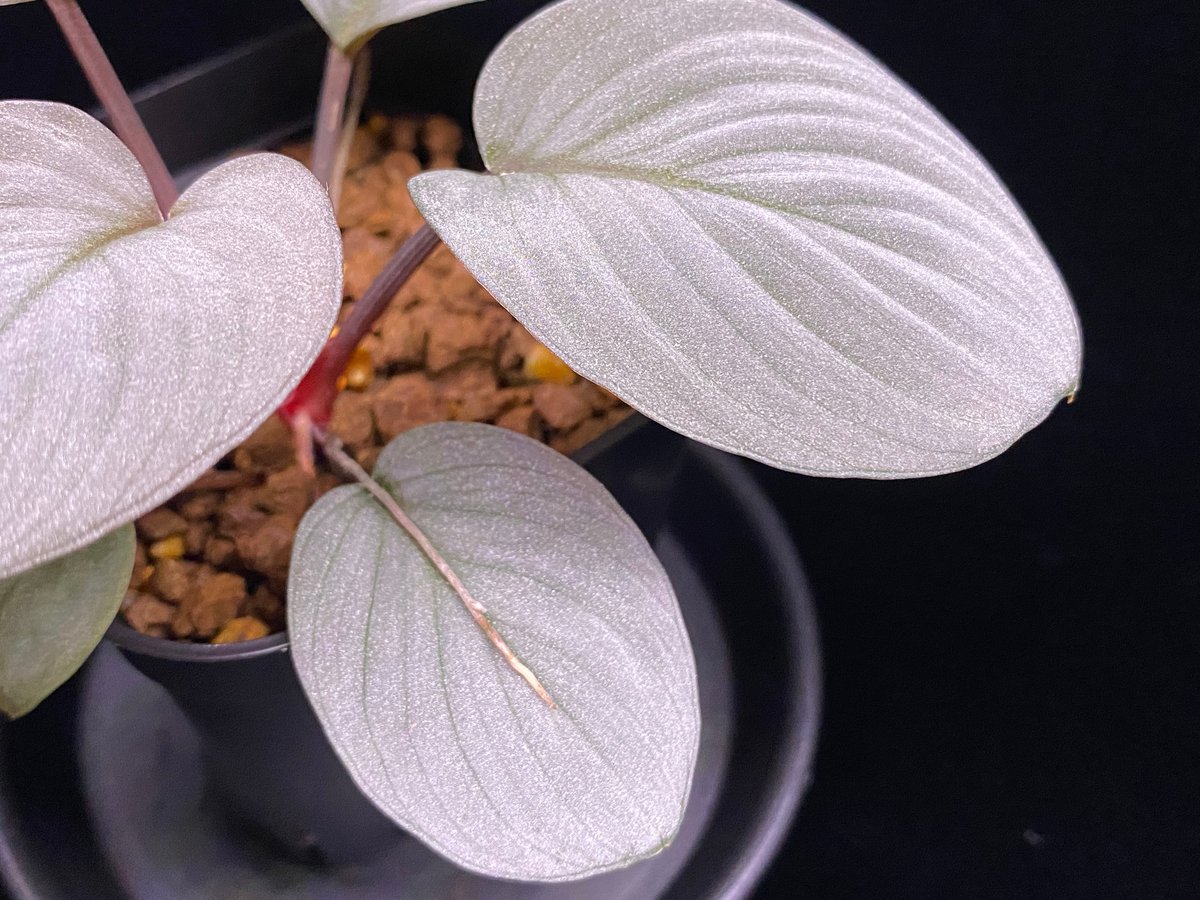 Homalomena Rec131 K0921-f1 正規タグ付き 親株 KZT homalomena rec131 kzt タグ付き Homalomena Rec131 K0921-f1 正規タグ