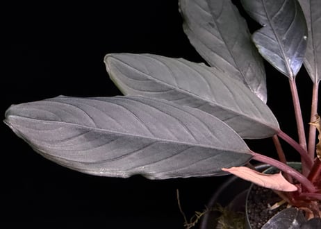 bucephalandra sp. dark achilles ブセファランドラ ダークアキレス