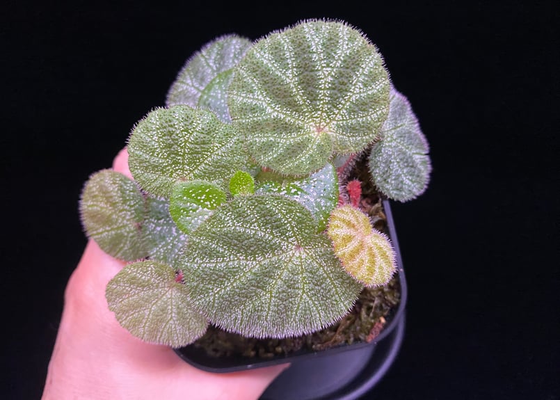 MayMei 双生秘境シリーズ ベゴニアわんこ MayMei 双生秘境シリーズ ベゴニアわんこ Maymei 双生秘境