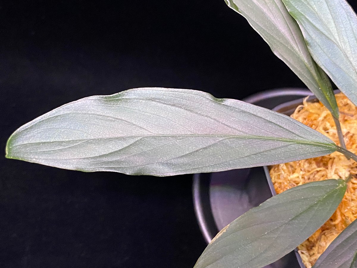 Homalomena sp. “濡烏” Riau sumatera【LA0518-02】LA便