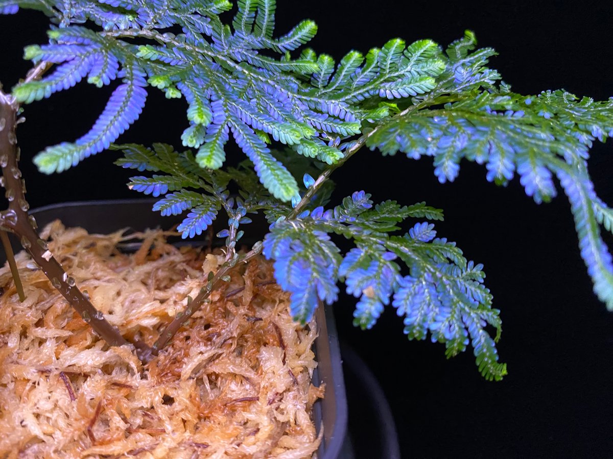 nao セラギネラ ウィルデノウィ/Selaginella 青光りシダ2種 青く光るシダ！セラギネラ・ウィルデノウィ | BOTANICAL HEARTS