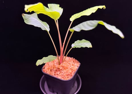 Schismatoglottis sp."Typel"BNN from Sibolga timur【AZ0225-9】AZ便