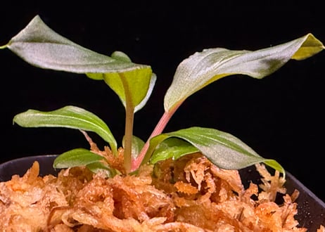 第三弾　Homalomena Hybrid【M0125-f1】