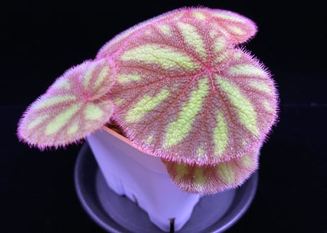 peculiarman　Begonia 5点同梱発送 Begonia susaniae | M・R・G・R