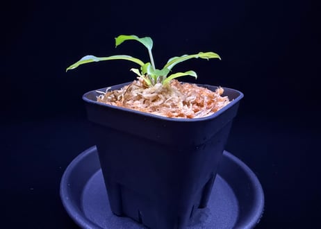第二弾　Homalomena Hybrid【M1124-f1】