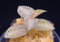 Anoectochilus roxburghii "Gold Vein Type"  アネクトキルス ロクスバーギー "ゴールドベインタイプ" (小サイズ)