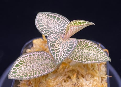 Anoectochilus roxburghii "Gold Vein Type"  アネクトキルス ロクスバーギー "ゴールドベインタイプ" (小サイズ)