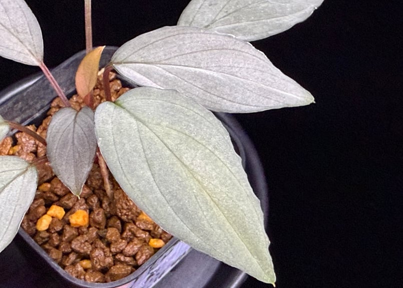 Homalomena sp. 