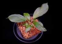 第三弾　Homalomena Hybrid【M0125-f1】