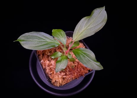 第三弾　Homalomena Hybrid【M0125-f1】