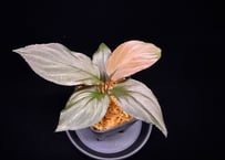 Homalomena sp. 黒錦　Sumatera Utara【ZOE0225-2p】
