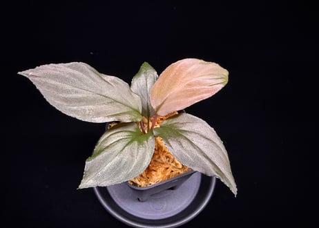 Homalomena sp. 黒錦　Sumatera Utara【ZOE0225-2p】