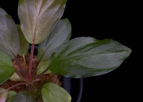 第一弾　Homalomena Hybrid【M0324-f1】