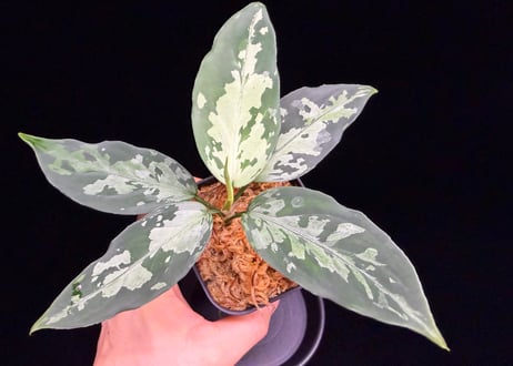 Aglaonema pictum(KKF0222-fi-2/7) LA便