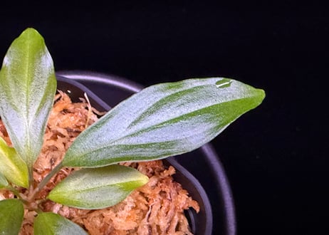 第二弾　Homalomena Hybrid【M1124-f1】