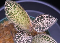 Homalomena sp. Pulau Beltung T-180723 TZ便 | 36