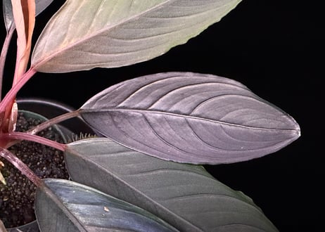 bucephalandra sp. dark achilles ブセファランドラ ダークアキレス