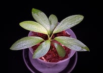Homalomena hasei “狐尾” Aceh. Sumatera 【 LA0616-04 】LA便