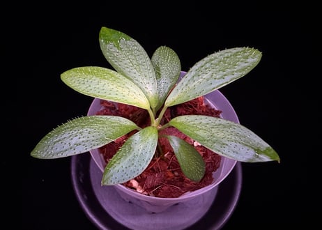 Homalomena hasei “狐尾” Aceh. Sumatera 【 LA0616-04 】LA便