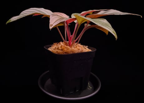 Homalomena sp. Bengkulu Sumatra T-140523 Di belakang gunung "モスグリーンリーフ" TZ便
