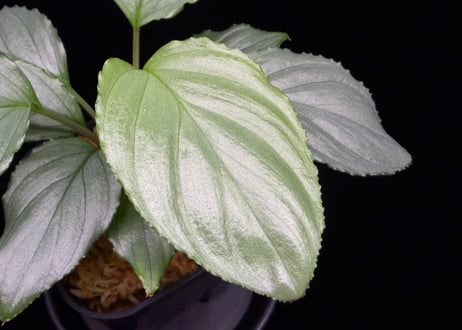 Homalomena sp. Bengkulu Sumatra T-140523 Di belakang gunung "グリーンシルバーリーフ" TZ便