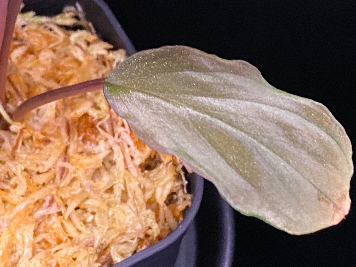 さらみさん専用　homalomena Homalomena sp 