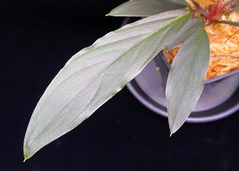 Homalomena sp. “濡烏” Riau sumatera【LA0518-02】LA便