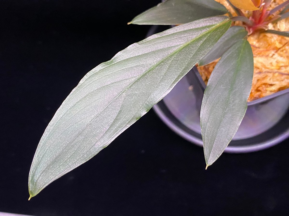 熱帯植物　LA便　ホマロメナ　濡烏×Euc Homalomena sp. “濡烏” Riau sumatera【LA0518-02】LA便